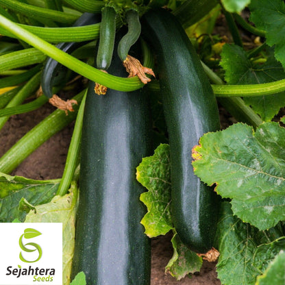 25 Dark Green Zucchini Squash Seeds - Non-GMO, High-Yield Summer Variety