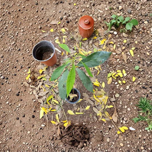 Dwarf Cold Hardy Avozilla Avocado – Persea americana Live Avocado Tree | Shipped via USPS Ground Advantage  Australia’s Largest Avocado Variety | Compact Growth | Rich, Delicious Flavor
