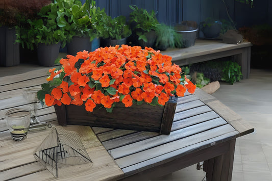 Impatien Orange Plant 4in Pot - Bright Annual Flowering Plant for Shady Areas - Impatiens walleriana