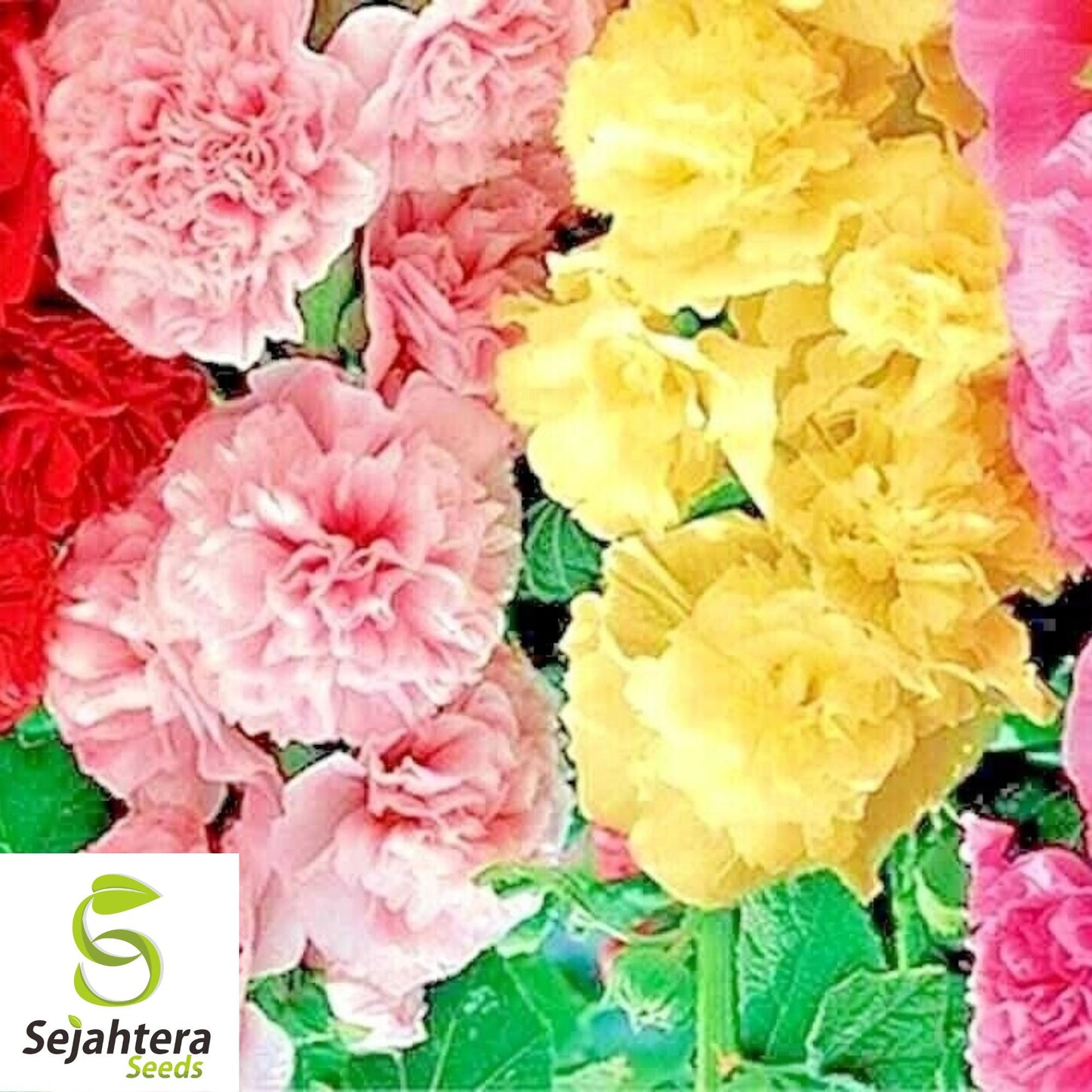 Hollyhock Mix Seeds - 30+ Heirloom, Huge Blooms, Pollinator-Friendly & Rare