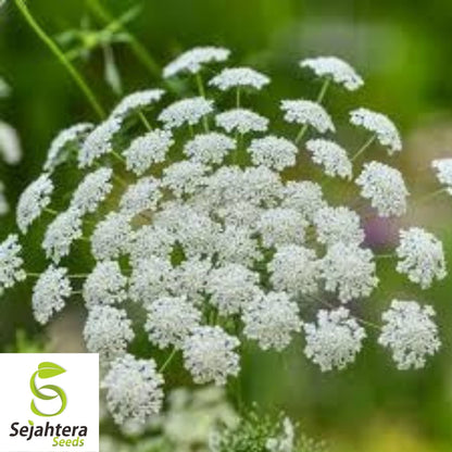 300+ Bishop’s Flower Seeds - Ammi Majus, Elegant White Blooms