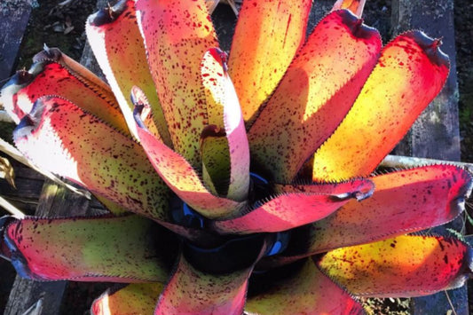 Neoregelia Carcharodon 'Rainbow' Bromeliad Plant in 9" Pot - Colorful Tropical Houseplant for Indoor and Outdoor Decor