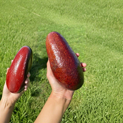 Thomson Red Avocado Tree – Persea americana Grafted Live Tree | 2–3 Feet Tall  Striking Red Fruit | Early Bearing | Premium Home Landscape Avocado