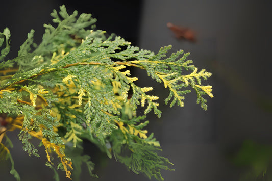 Lawsons Cypress Port Orford Cedar (Chamaecyparis lawsoniana)