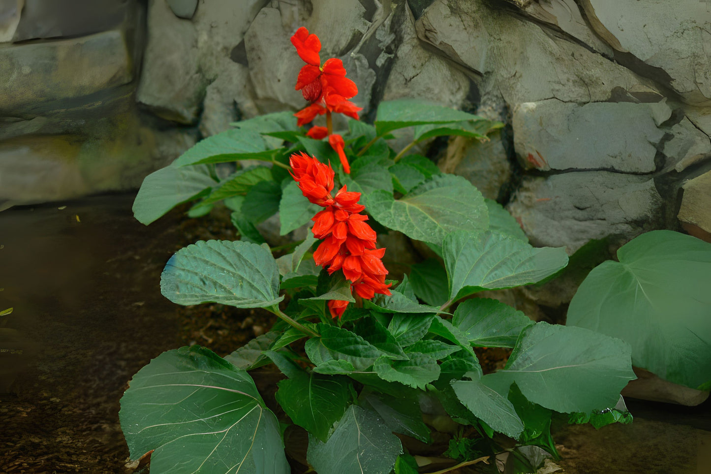 Red Sage Plant 4" Pot - Salvia Roja, Scarlet Sage - Live Houseplant, Perennial for Indoor/Outdoor Garden - Salvia Splendens