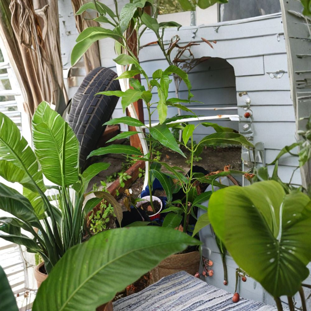 Big Irwin Mango Tree – Mangifera indica Live Plant | 15–20 Inches Tall | Red Sweet Variety  Florida Cultivar | Fiber-Free Mango | Container & Garden Friendly