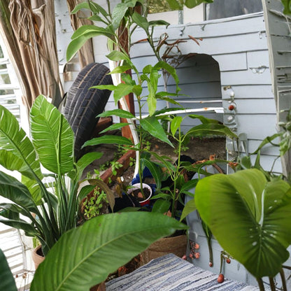 Big Irwin Mango Tree – Mangifera indica Live Plant | 15–20 Inches Tall | Red Sweet Variety  Florida Cultivar | Fiber-Free Mango | Container & Garden Friendly