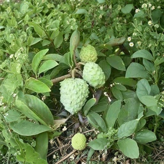 AP2 Atemoya Tree – Annona × atemoya Live Grafted Tree | 3 Feet Tall | Includes 3 Gallon Nursery Pot  Premium Tropical Fruit | Sweet Creamy Flesh | Backyard Orchard Favorite