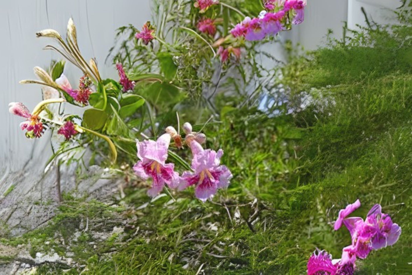 Desert Willow (Chilopsis linearis)