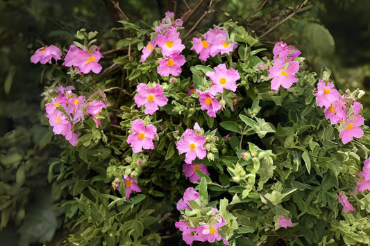 Grey-leaved Cistus White-leaved Rock Rose (Cistus albidus)