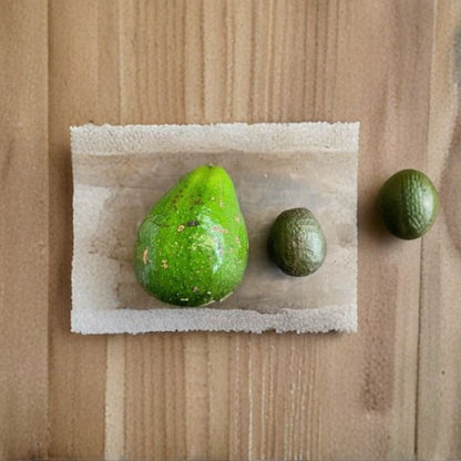 Dwarf Cold Hardy Avozilla Avocado – Persea americana Live Avocado Tree | Shipped via USPS Ground Advantage  Australia’s Largest Avocado Variety | Compact Growth | Rich, Delicious Flavor