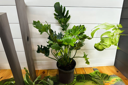 Philodendron Selloum Plant - 3 Gallon - Tree Philodendron - Philodendron bipinnatifidum - Tropical Indoor Houseplant