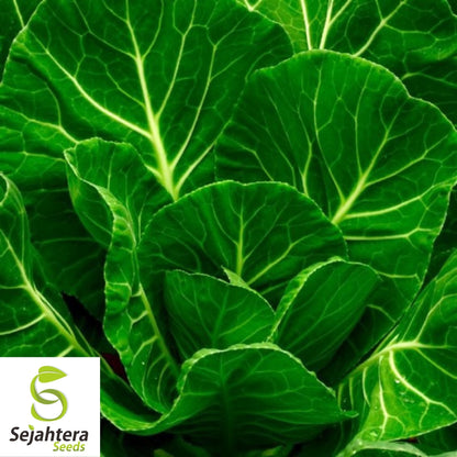 Champion Collard Seeds 300+ | Nutritious Greens & Microgreens NON-GMO USA