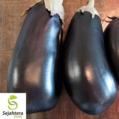 Florida Market Eggplant Seeds 100+ | High Bush Heirloom Vegetable NON-GMO USA