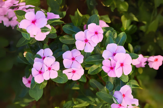 Pink Vinca Plant - 5" Potted Madagascar Periwinkle - Catharanthus roseus - Bright Pink Flowers for Garden & Indoor Decor