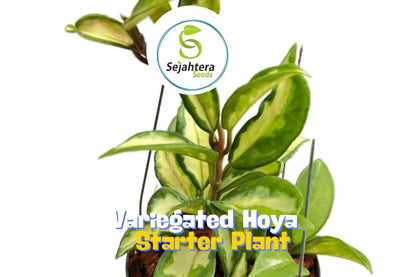 Variegated Hoya Australis "Lisa" – Rare Wax Plant in 3" Nursery Pot
