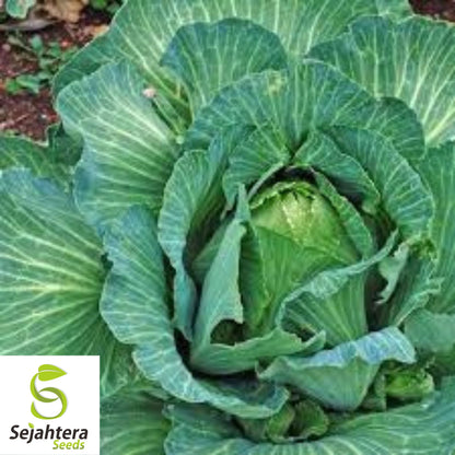 Early Jersey Wakefield Cabbage Seeds - 200+ Heirloom, Non-GMO & Fresh