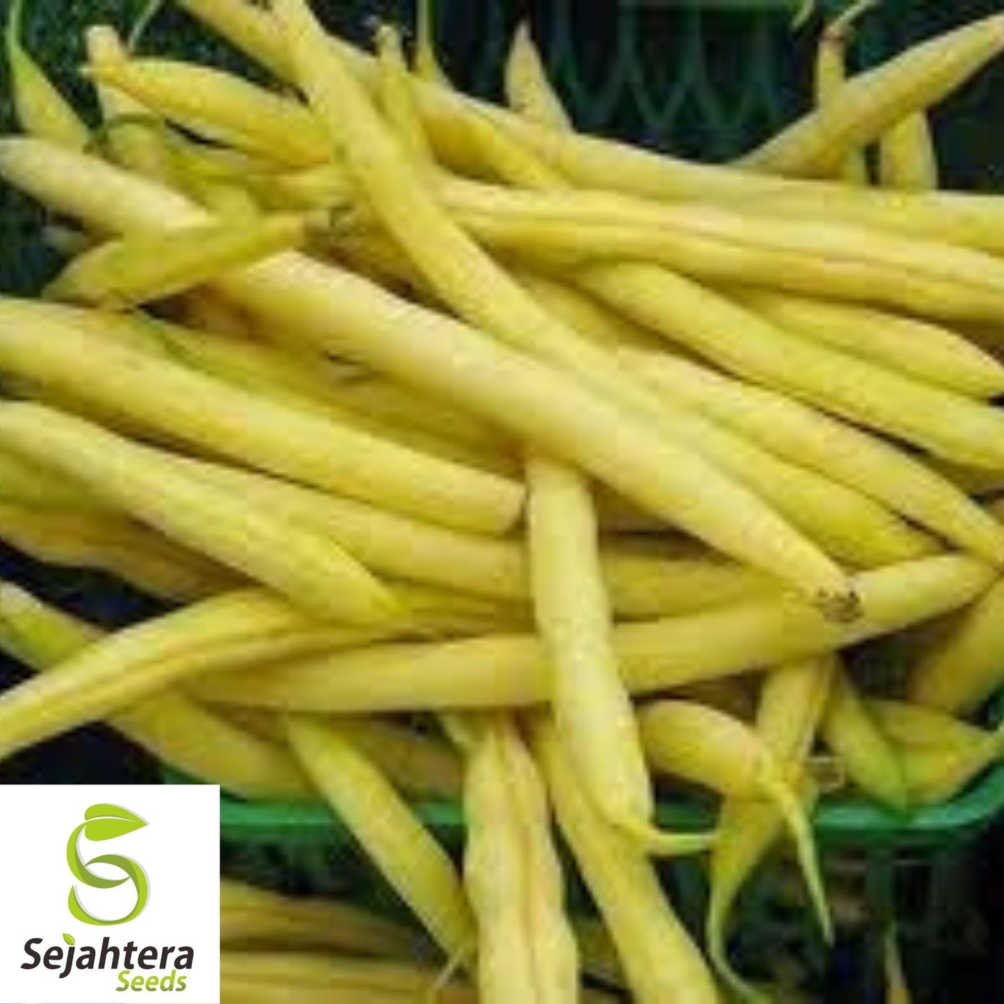 Golden Wax Bean Seeds 50 Ct | Bush Yellow Stringless Vegetable NON-GMO USA