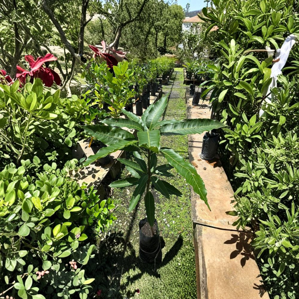 Honey Kiss Mango Tree – Mangifera indica Grafted Live Tree | 1.5–3 Ft Tall | Nursery Bag Ready for Transplant  Late Season Variety | Sweet & Rich Flavor | Compact Growth Habit