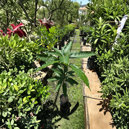 Honey Kiss Mango Tree – Mangifera indica Grafted Live Tree | 1.5–3 Ft Tall | Nursery Bag Ready for Transplant  Late Season Variety | Sweet & Rich Flavor | Compact Growth Habit