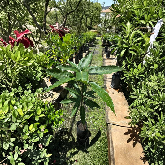 Honey Kiss Mango Tree – Mangifera indica Grafted Live Tree | 1.5–3 Ft Tall | Nursery Bag Ready for Transplant  Late Season Variety | Sweet & Rich Flavor | Compact Growth Habit