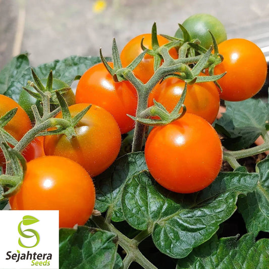 15 Orange Dream Micro Dwarf Tomato Seeds - Non-GMO, Sweet & Compact