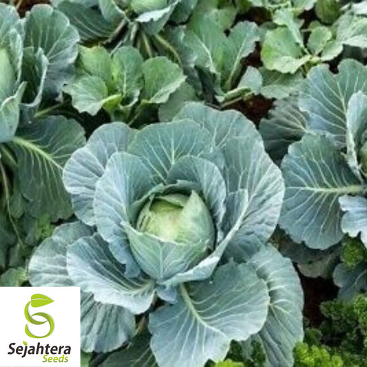 All Seasons Cabbage Seeds - 1000+ Heirloom, Organic, Non-GMO & High-Yield