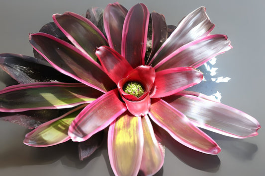 Neoregelia Fruit Salad Bromeliad Plant in 6" Pot - Exotic Tropical Indoor Houseplant, Neoregelia spp.