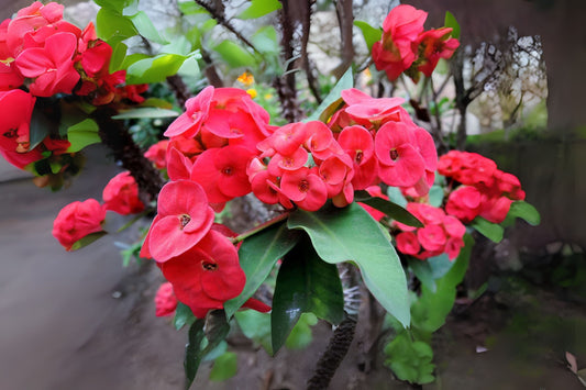 Euphorbia Geroldii Thornless Crown of Thorns Plant - 3in Pot, Colorful Blooms, Easy Care Succulent, Low Maintenance Houseplant