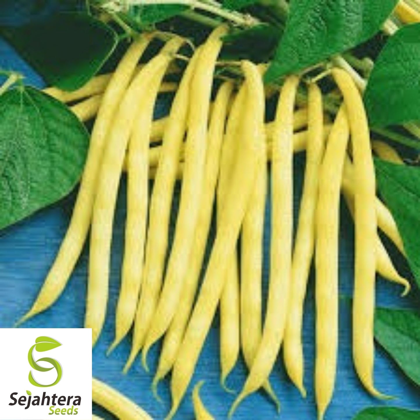 Golden Wax Bean Seeds 50 Ct | Bush Yellow Stringless Vegetable NON-GMO USA