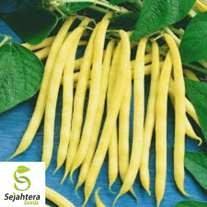 Golden Wax Bean Seeds 50 Ct | Bush Yellow Stringless Vegetable NON-GMO USA