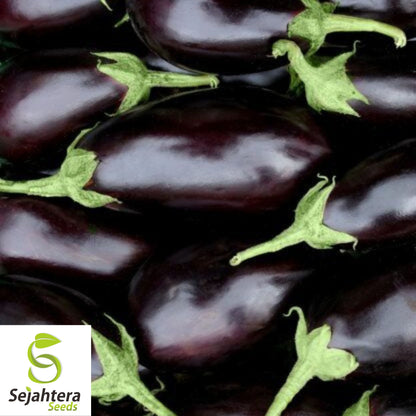 Florida Market Eggplant Seeds 100+ | High Bush Heirloom Vegetable NON-GMO USA