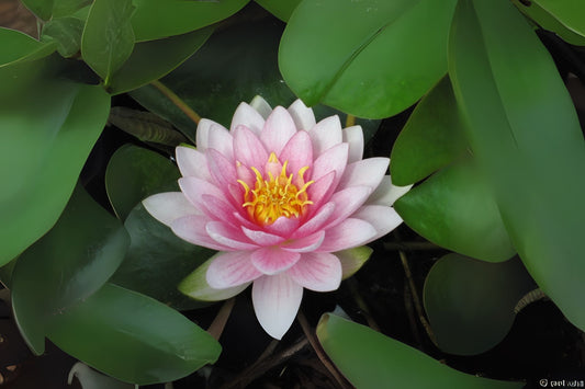 Winter Hardy Lily 3 Pack - Nymphaea ‘Hollandia’ Pink Waterlily for Ponds and Water Gardens