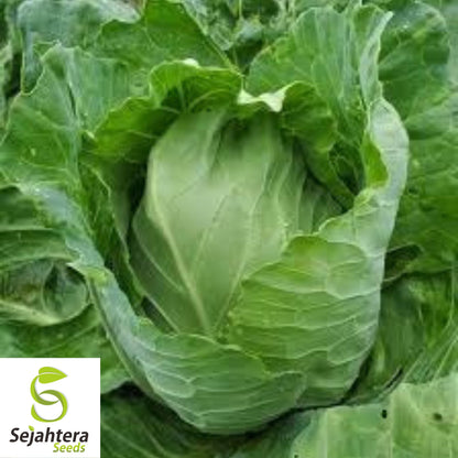 Early Jersey Wakefield Cabbage Seeds - 200+ Heirloom, Non-GMO & Fresh