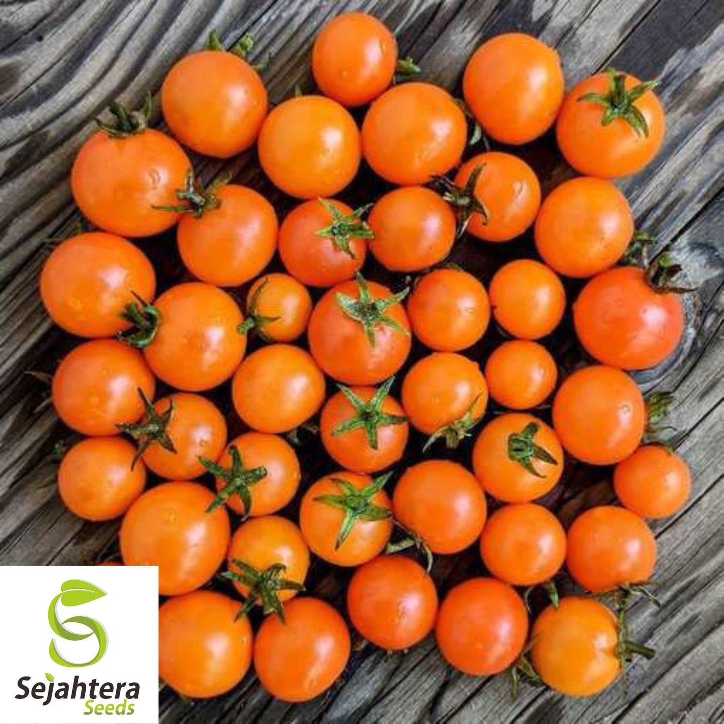 15 Orange Dream Micro Dwarf Tomato Seeds - Non-GMO, Sweet & Compact