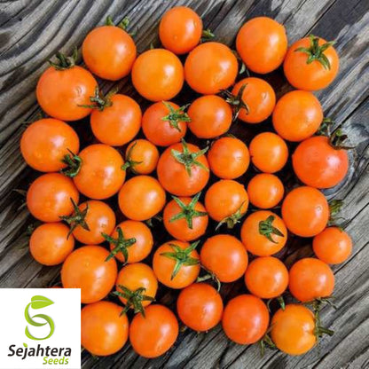 15 Orange Dream Micro Dwarf Tomato Seeds - Non-GMO, Sweet & Compact