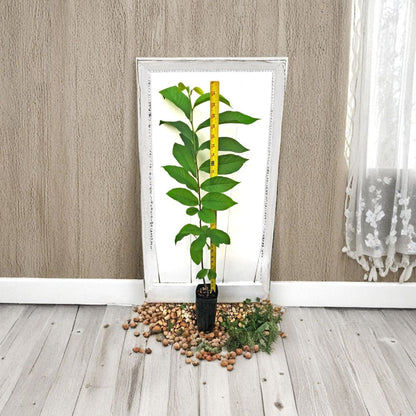 Pawpaw Tree – Asimina triloba Live Plant | 30+ Inches Tall | 3.5" x 9" Air Prune Pot  Cold Hardy Native Fruit | Tropical Flavor | Potted, Not Bare Root