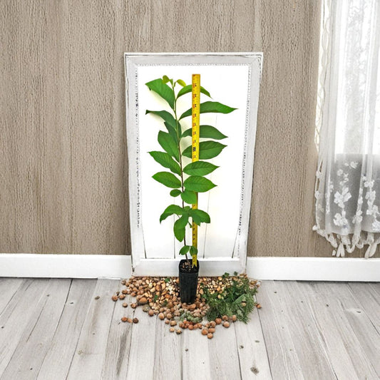 Pawpaw Tree – Asimina triloba Live Plant | 30+ Inches Tall | 3.5" x 9" Air Prune Pot  Cold Hardy Native Fruit | Tropical Flavor | Potted, Not Bare Root