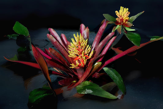 Bromeliad Plant Aechmea Hacienda 8" Pot - Tropical Indoor Houseplant, Colorful Foliage, Easy Care, Perfect for Home Decor