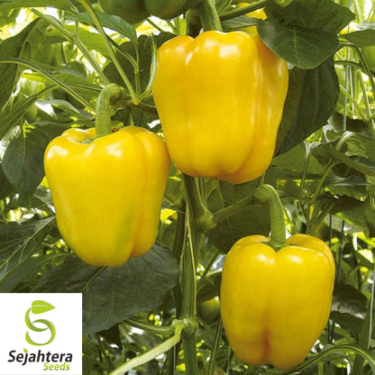 20 Sunbright Sweet Bell Pepper Seeds - Non-GMO, Vibrant & Mild Variety