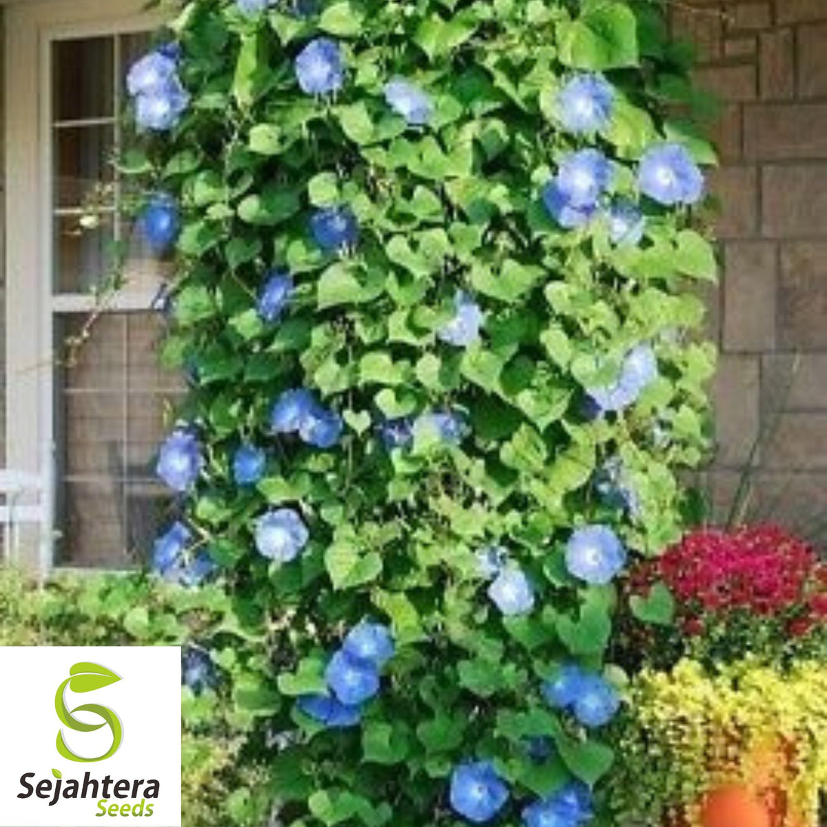 Morning Glory 'Heavenly Blue' Seeds - 400+ Climbing Vine - Bright & Beautiful