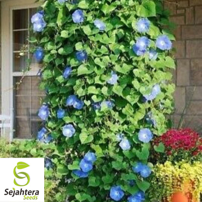 Morning Glory 'Heavenly Blue' Seeds - 400+ Climbing Vine - Bright & Beautiful