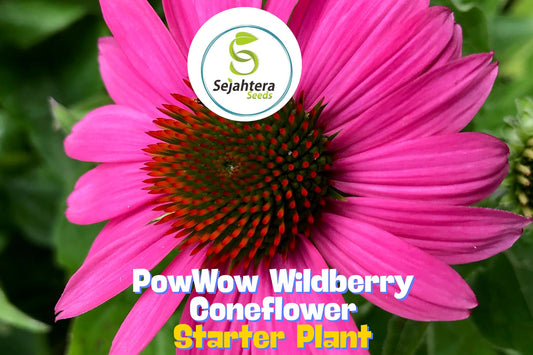 Echinacea 'PowWow Wildberry' Coneflower – Live Starter Plant in 3” Pot