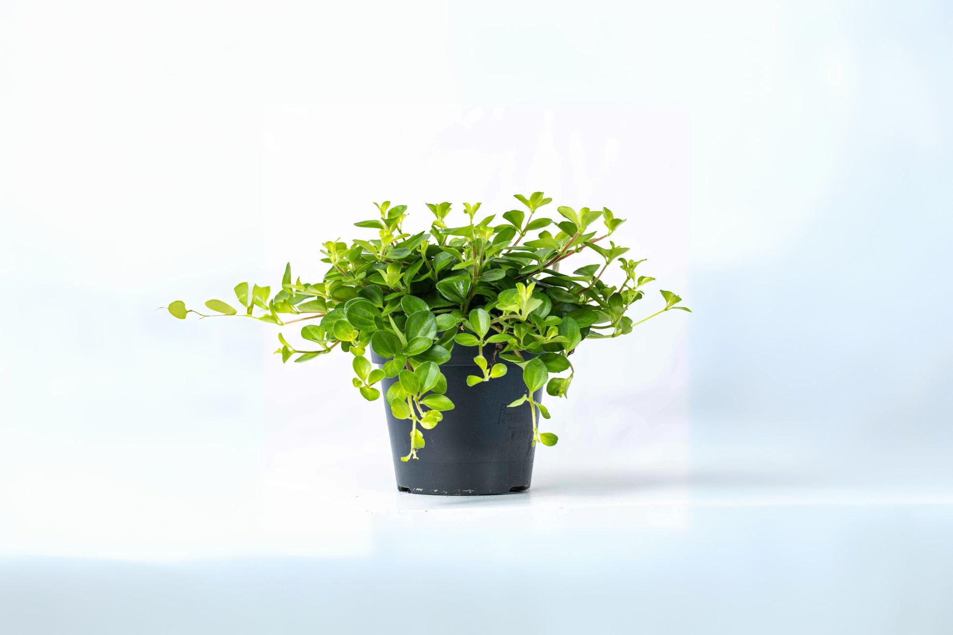 trailing jade plant buy Trailing Jade Plant 6" Pot Peperomia rotundifolia Live Indoor Housepla – Sejahtera Seeds and Bulbs
