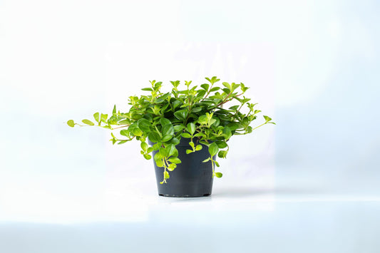 Trailing Jade Plant 6" Pot Peperomia rotundifolia Live Indoor Houseplant for Home Office Decor Succulent Green Leaves