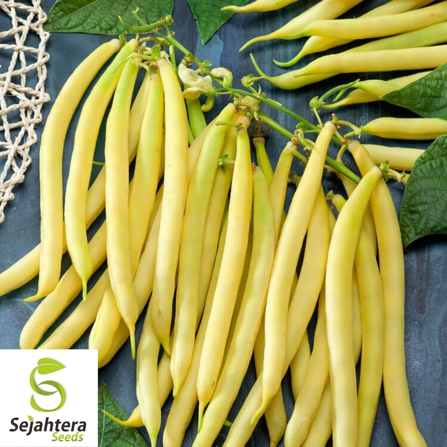 Golden Wax Bean Seeds 50 Ct | Bush Yellow Stringless Vegetable NON-GMO USA