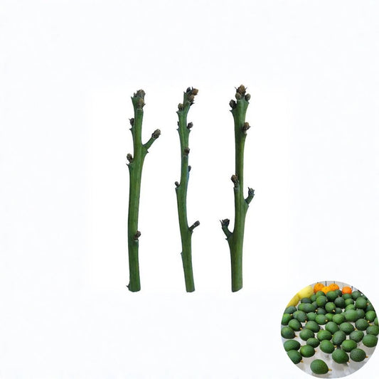 CadwayCado™ Avocado Budwood – B Type Grafting Scion Wood | Skilled Growers Only | Hass Budwood Included  Premium Avocado Variety | Excellent Pollinator | For Experienced Grafters