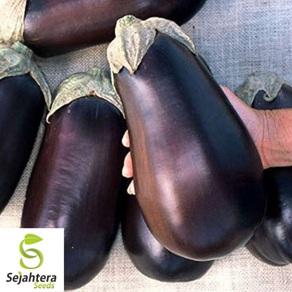 Florida Market Eggplant Seeds 100+ | High Bush Heirloom Vegetable NON-GMO USA