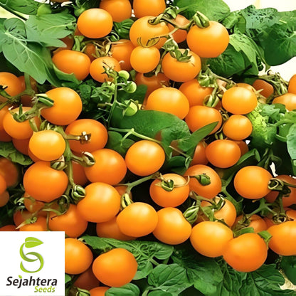 15 Orange Dream Micro Dwarf Tomato Seeds - Non-GMO, Sweet & Compact