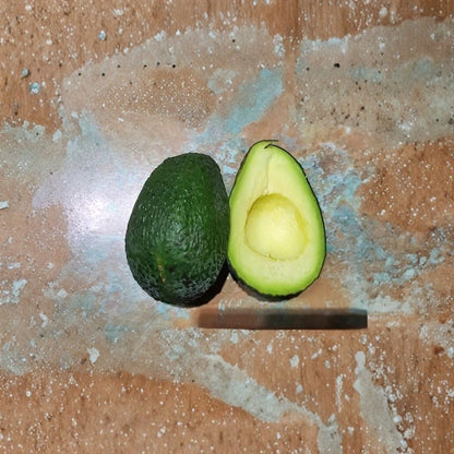 CadwayCado™ Avocado Budwood – B Type Grafting Scion Wood | Skilled Growers Only | Hass Budwood Included  Premium Avocado Variety | Excellent Pollinator | For Experienced Grafters
